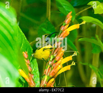 Maschio a becco giallo o Sunbird oliva-backed Sunbird (Nectarinia jugularis o Cinnyris jugularis), Queensland, Australia Foto Stock