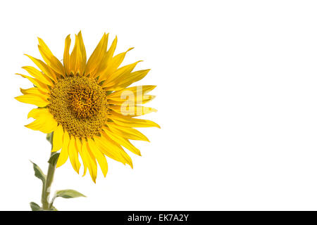 Girasole isolati su sfondo bianco Foto Stock