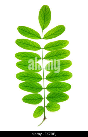 Isolato foglia verde dell'albero. Elemento di design. Foto Stock