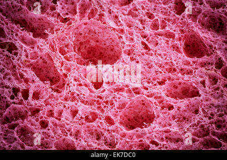 Texture biologica. Elemento di design. Foto Stock