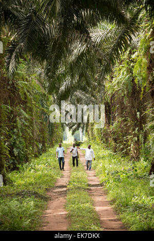 Olio di palma plantation - Grand Bassam, Costa d'Avorio, l'Africa occidentale. Foto Stock