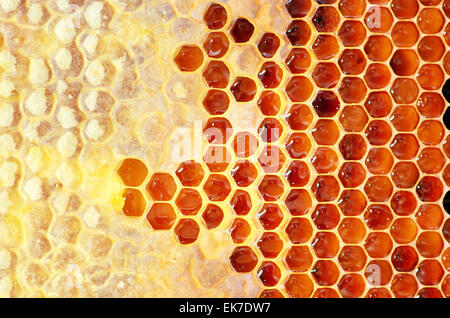 Il miele in frame. Progettazione di texture. Foto Stock