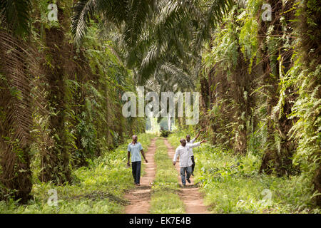 Olio di palma plantation - Grand Bassam, Costa d'Avorio, l'Africa occidentale. Foto Stock