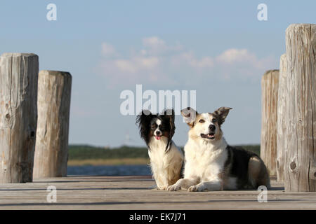 Continental Toy Spaniel mixed-razza cane due adulti giacente jetty Foto Stock