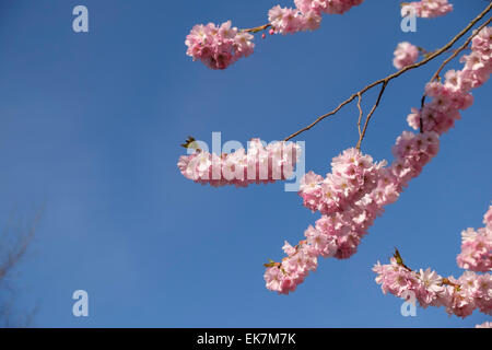 Colorato di rosa fiori di un fiorire di fiori di ciliegio albero con cielo blu chiaro, Kelvingrove Park, Glasgow, Scozia. Foto Stock