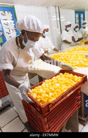 Il commercio equo e solidale ananas processore / produttore di Grand Bassam, Costa d'Avorio, l'Africa occidentale. Foto Stock