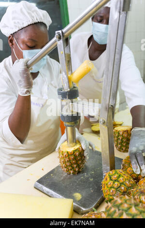 Il commercio equo e solidale ananas processore / produttore di Grand Bassam, Costa d'Avorio, l'Africa occidentale. Foto Stock