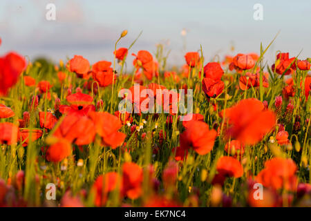 Trifoglio di cremisi trifoglio italiana Trifolium incarnatum Fiandre Papavero Papaver rhoeas Campo dei Fiori in Germania Foto Stock