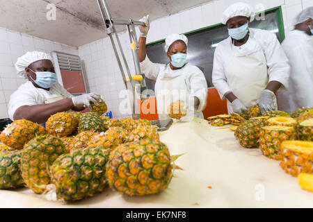 Il commercio equo e solidale ananas processore / produttore di Grand Bassam, Costa d'Avorio, l'Africa occidentale. Foto Stock