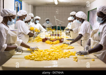 Il commercio equo e solidale ananas processore / produttore di Grand Bassam, Costa d'Avorio, l'Africa occidentale. Foto Stock