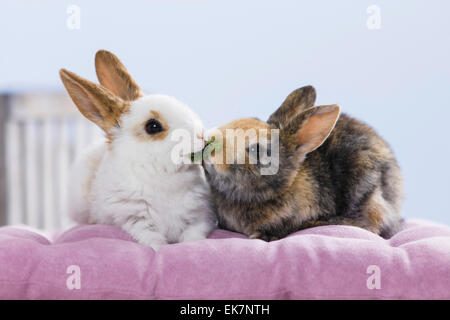 Netherland Dwarf Rabbit due giovani mangiare prezzemolo lascia la Germania Foto Stock