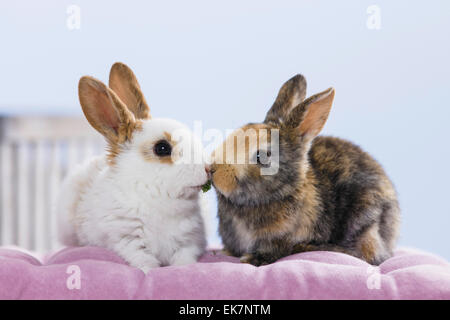 Netherland Dwarf Rabbit due giovani mangiare prezzemolo lascia la Germania Foto Stock