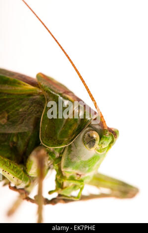 Grasshopper di sfondo bianco Foto Stock