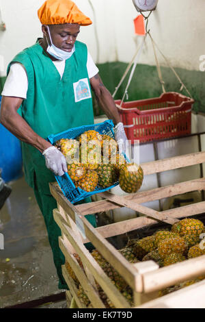 Il commercio equo e solidale ananas processore / produttore di Grand Bassam, Costa d'Avorio, l'Africa occidentale. Foto Stock