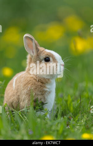 Coniglio nano olandese. Giovane in un prato fiorito Germania Foto Stock