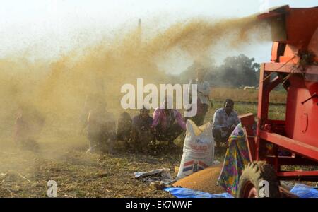 Di Allahabad, India. 07 apr, 2015. Gli agricoltori dei mangimi raccolto frumento colture nell apparato trebbiante nella periferia di Allahabad; secondo gli agricoltori circa 45% è stata la perdita di raccolto di grano. © Prabhat Kumar Verma/Pacific Press/Alamy Live News Foto Stock