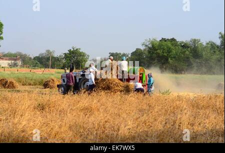 Di Allahabad, India. 07 apr, 2015. Gli agricoltori dei mangimi raccolto frumento colture nell apparato trebbiante nella periferia di Allahabad; secondo gli agricoltori circa 45% è stata la perdita di raccolto di grano. © Prabhat Kumar Verma/Pacific Press/Alamy Live News Foto Stock