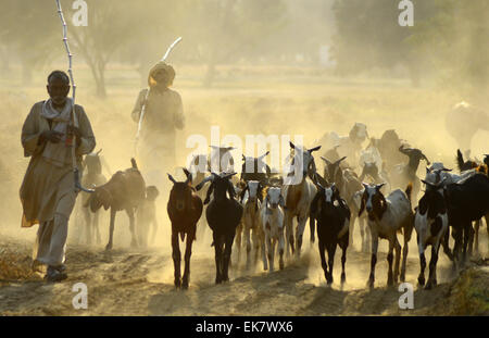 Di Allahabad, India. 07 apr, 2015. Un pastore del suo ritorno a casa con la loro grazer in Allahabad. © Prabhat Kumar Verma/Pacific Press/Alamy Live News Foto Stock