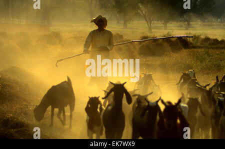 Di Allahabad, India. 07 apr, 2015. Un pastore del suo ritorno a casa con la loro grazer in Allahabad. © Prabhat Kumar Verma/Pacific Press/Alamy Live News Foto Stock