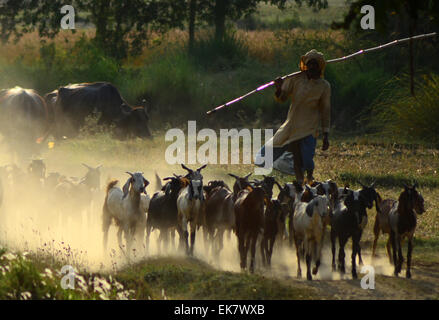 Di Allahabad, India. 07 apr, 2015. Un pastore del suo ritorno a casa con la loro grazer in Allahabad. © Prabhat Kumar Verma/Pacific Press/Alamy Live News Foto Stock