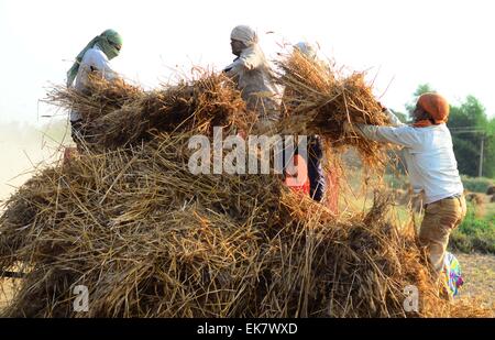 Di Allahabad, India. 07 apr, 2015. Gli agricoltori dei mangimi raccolto di colture di frumento in un apparato trebbiante nella periferia di Allahabad; secondo gli agricoltori circa 45% è stata la perdita di raccolto di grano. © Prabhat Kumar Verma/Pacific Press/Alamy Live News Foto Stock