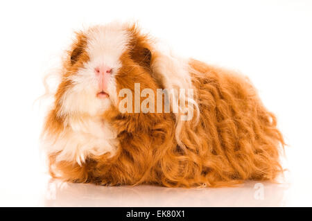 Capelli lunghi cavia Foto Stock