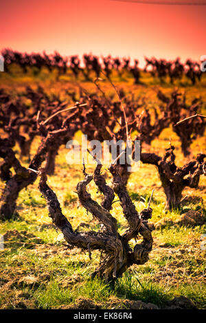 Vigneto. Alt Penedes, Catalogna, Spagna. Foto Stock