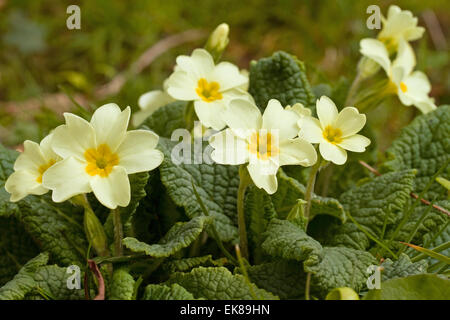 Primrose, Primula vulgaris durante l inizio della primavera Foto Stock