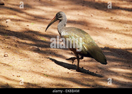 Un hadada ibis, Bostrychia hagedash, passeggiate nel Parco Nazionale del Serengeti, Tanzania Foto Stock