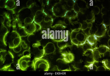 Cella di microscopici organismi sfondo astratto Foto Stock