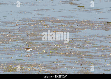 Voltapietre nel mare di Wadden Foto Stock