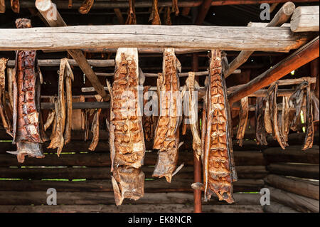 Affumicatoio pesce, Chena villaggio indiano, Alaska, STATI UNITI D'AMERICA Foto Stock