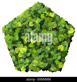 Pentagono realizzato da foglie verdi isolati su sfondo bianco. 3D render. Foto Stock