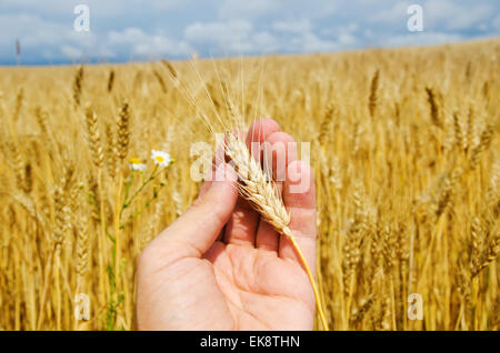 L'oro raccolto in mano Foto Stock