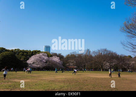 Fiore di Ciliegio,Yoyogi Park,Shibuya-Ku,Tokyo Giappone Foto Stock