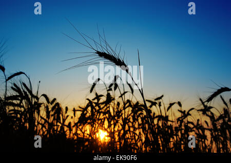 Tramonto sul campo in estate. spighe di grano sun contro sotto il profondo blu del cielo Foto Stock