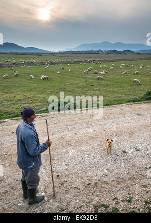 Un shepheard con il suo gregge sulla pianura Vrina a Butrinto National Park, Sud Albania. Foto Stock