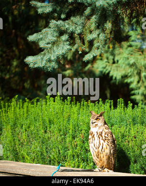 Il gufo su uno sfondo di erba verde Foto Stock