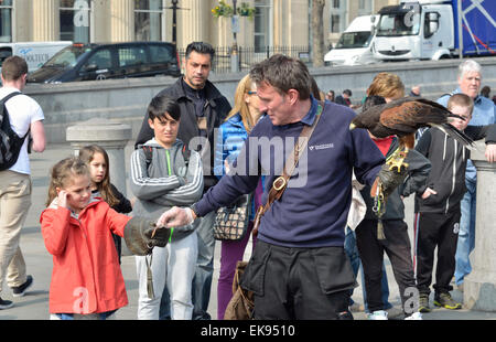 Londra, Regno Unito. 8 aprile 2015. Un falco di Harris, (Parabuteo unicinctus) usato per controllare i piccioni in Trafalgar Square, è mostrato al pubblico dal gestore Wayne Parsons Credit: PjrNews/Alamy Live News Foto Stock