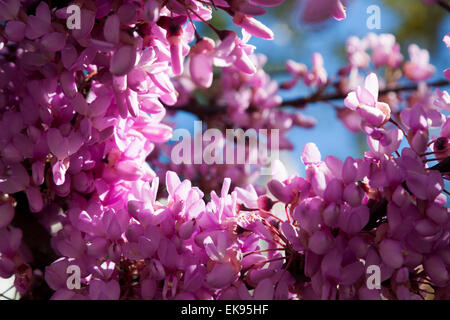 Tempo di primavera sbocciano i fiori in Lisbona Lisboa Portogallo, Marzo Aprile. La struttura ad albero viene Cercis siliquastrum L. (Fabaceae) noto come albero di Giuda. Foto Stock