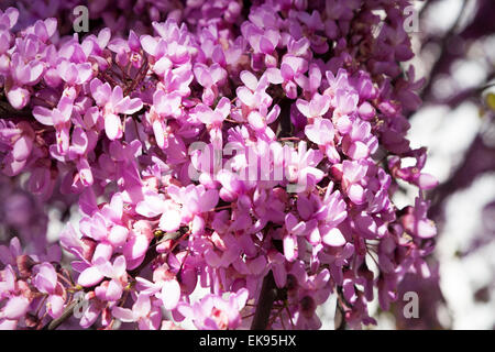 Tempo di primavera sbocciano i fiori in Lisbona Lisboa Portogallo, Marzo Aprile. La struttura ad albero viene Cercis siliquastrum L. (Fabaceae) noto come albero di Giuda. Foto Stock