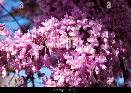 Tempo di primavera sbocciano i fiori in Lisbona Lisboa Portogallo, Marzo Aprile. La struttura ad albero viene Cercis siliquastrum L. (Fabaceae) noto come albero di Giuda. Foto Stock