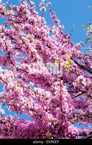 Tempo di primavera sbocciano i fiori in Lisbona Lisboa Portogallo, Marzo Aprile. La struttura ad albero viene Cercis siliquastrum L. (Fabaceae) noto come albero di Giuda. Foto Stock