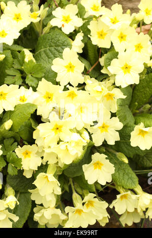 Inglese Primrose giallo primula giardino primavera pianta flowering marzo Inghilterra UK Primula vulgaris Foto Stock