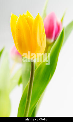 Tulipano giallo closeup su uno sfondo di fiori di colore rosso e verde degli steli. Foto Stock