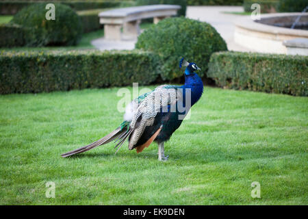 Pavoni camminare sull'erba verde nel parco Foto Stock