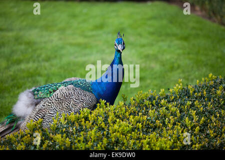 Pavoni camminare sull'erba verde nel parco Foto Stock