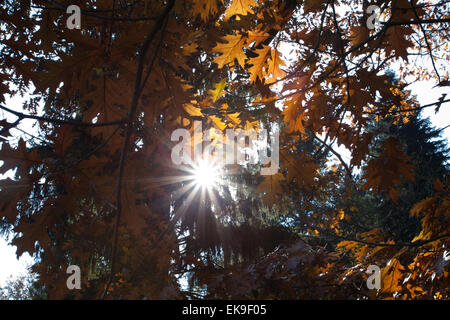 Sun streaming attraverso la corona ad albero Foto Stock