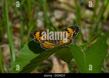 Checkerspot argenteo in Wisconsin arroccato su un impianto d'estate. Foto Stock