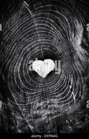 Forma di cuore di pietra segato sul tronco di albero. Cuore del legno Foto Stock